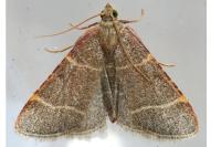 Hypsopygia glaucinalis