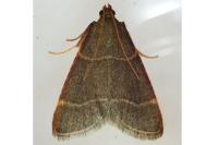 Hypsopygia glaucinalis