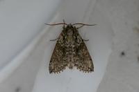 Polyploca ridens