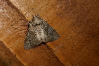 Polyploca ridens