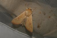 Mythimna vitellina