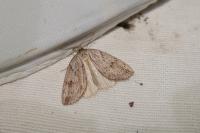 Pachycnemia hippocastanaria hippocastanaria