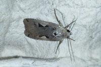 Xestia c-nigrum