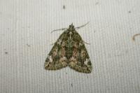 Chloroclysta siterata