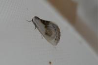 Cilix glaucata