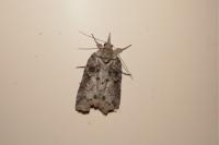 Nycteola revayana
