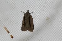Nycteola revayana