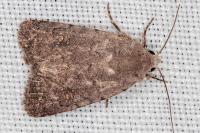 Caradrina germainii
