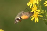 Macroglossum stellatarum