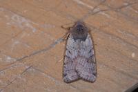 Agrochola lychnidis