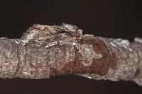 Allophyes oxyacanthae