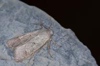 Ammoconia caecimacula