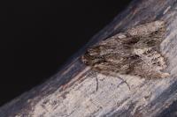 Apamea monoglypha monoglypha
