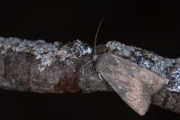 Aporophyla lueneburgensis