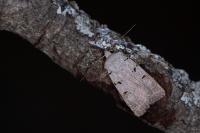 Eugnorisma glareosa