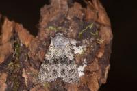 Polymixis xanthomista