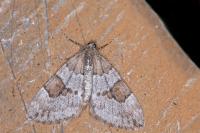 Thera vetustata