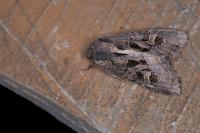 Trigonophora jodea