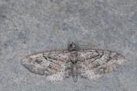 Eupithecia pusillata
