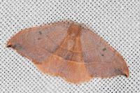 Watsonalla uncinula