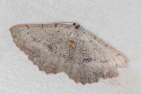 Odontognophos dumetata