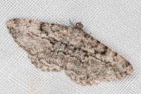 Peribatodes rhomboidaria rhomboidaria