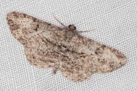 Peribatodes rhomboidaria rhomboidaria