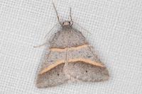Perigune convergata