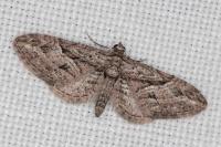 Eupithecia oxycedrata