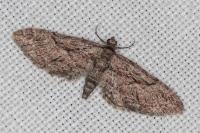Eupithecia oxycedrata