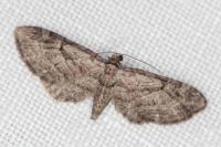 Eupithecia pusillata