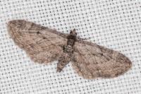 Eupithecia pusillata