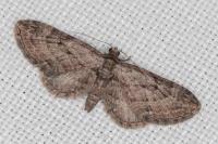 Eupithecia pusillata
