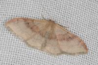 Idaea degeneraria