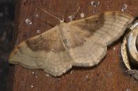 Idaea degeneraria