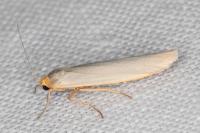 Eilema caniola