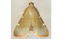 Hypsopygia fulvocilialis