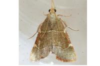 Hypsopygia fulvocilialis