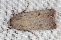 Agrotis trux