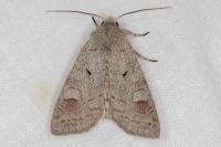 Ammoconia caecimacula