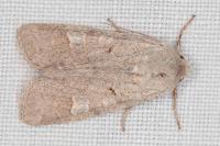 Ammoconia caecimacula