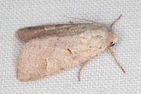 Ammoconia caecimacula