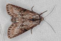 Aporophyla australis