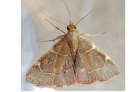 Hypsopygia fulvocilialis