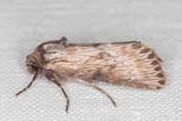 Aporophyla australis