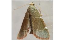 Hypsopygia fulvocilialis