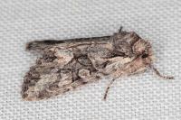 Dichonia convergens