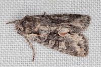 Dichonia convergens