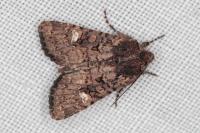 Dryobota labecula