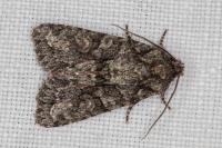 Dryobotodes eremita